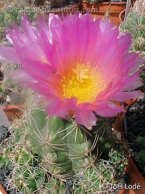 Thelocactus leucacanthus v. schmollii (4)