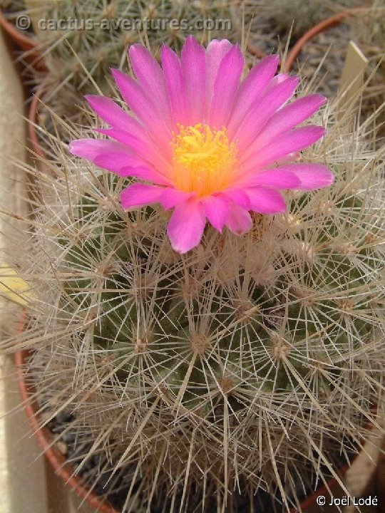 Thelocactus macdowellii DSCF1284