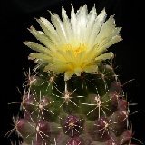 Thelocactus leucacanthus