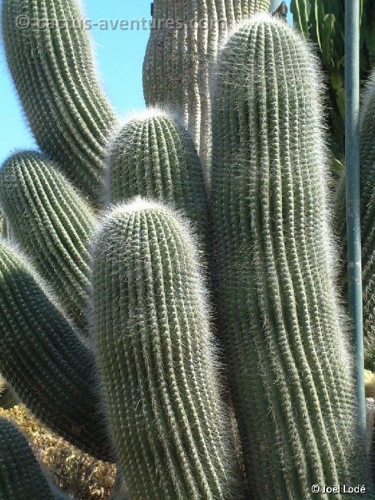 Trichocereus atacamensis ssp. pasacana ©JL