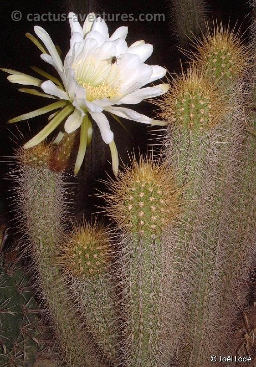 Trichocereus camarguensis DSCF0849