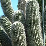 Trichocereus atacamensis ssp. pasacana ©JL.jpg