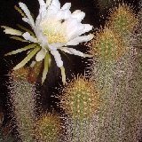 Trichocereus camarguensis DSCF0849.JPG