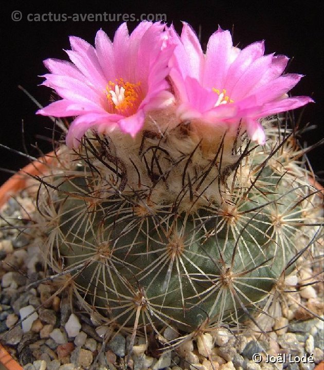 Turbinicarpus viereckii  Dscf2534