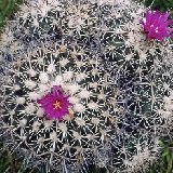Turbinicarpus horripilus -002.jpg