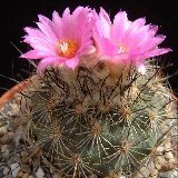 Turbinicarpus viereckii  Dscf2534.jpg