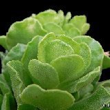 Adromischus cristatus v. zeyheri P1180112.JPG
