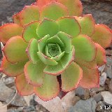 Aeonium decorum GO Dscf0339.jpg