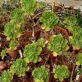 Aeonium goochiae hybr. P1260229.JPG