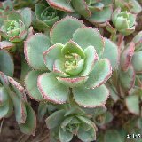 Aeonium haworthii, Masca, TF Dscf0406.jpg