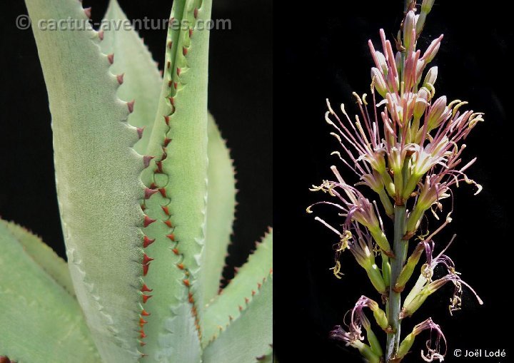 Agave polyacantha & infl. P1260537