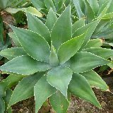 Agave attenuata P1100471.jpg