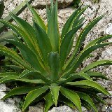 Agave desmetiana variegata P1010921.JPG