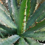 Agave heteracantha.jpg