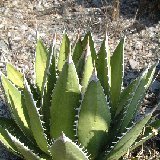 Agave kerchovei ©JL Dscf2809.jpg