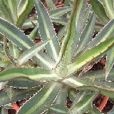 Agave lophantha v. poselgeri Dscf7374.jpg