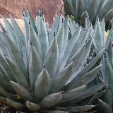 Agave nigra P1100469.JPG