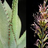 Agave polyacantha & infl. P1260537.jpg