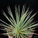 Agave stricta nana JL201 P1100789.JPG