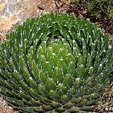 Agave victoria-reginae ©JLcoll.216.JPG