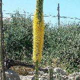 Agave vilmoriniana P1080603.JPG