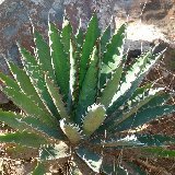 Agave xylonacantha P1050391.jpg