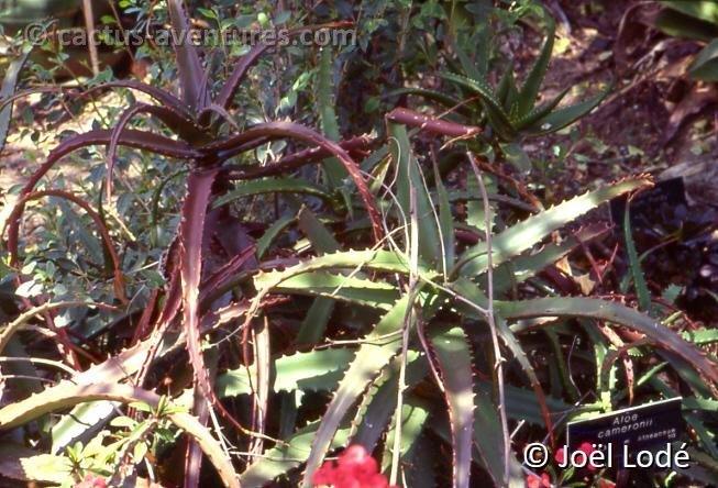 Aloe cameronii 145