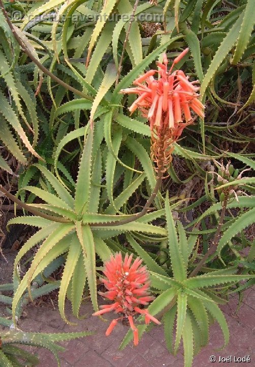 Aloe ngobitensis Dscf1939