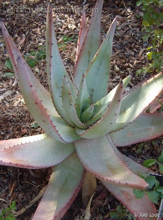 Aloe petricola Dscf4137