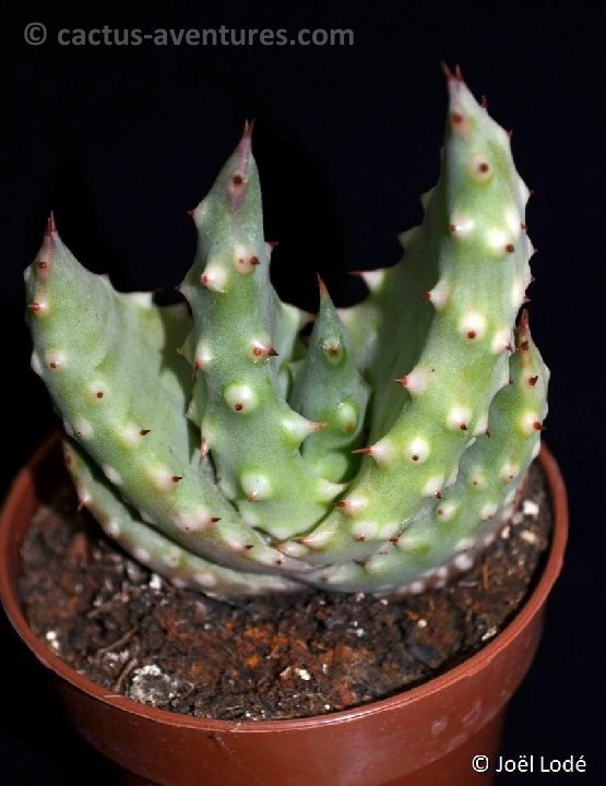 Aloe sp beautiful JL DSC 6708