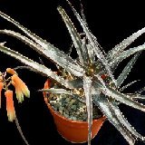 Aloe bakeri (Madagascar) available 8.5cm Ø