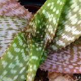 Aloe branddraaiensis (South Africa) available 8.5cm, 10.5cm and 12cm Ø