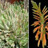 Aloe brevifolia (South Africa) available 10.5cm and 12cm Ø