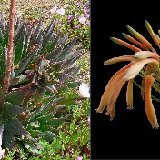Aloe brevifolia v. postgenita (ex fosteri aff.) (South Africa)