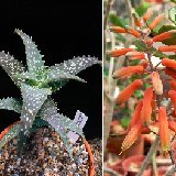 Aloe buzairiensis (Jabal Buzairi, Socotra) Exceptional! Very Rare, erect, up to 1.5m high in habitat; discovered by J.Lodé (not squarrosa!) † small quantiyy