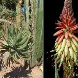 Aloe caesia  (South Africa)