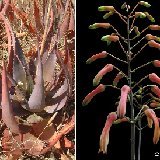 Aloe chabaudii (South Africa)