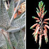Aloe deltoideodonta ISI8-98 (12km West of Ambalavao, Madagascar)