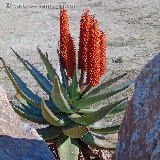 Aloe ferox (South Africa) JLcoll.286