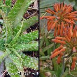Aloe greatheadii v. davyana MCA (RSA)   ÉPUISÉ - OUT of STOCK - AGOTADO