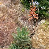 Aloe mubendiensis (Uganda) available 8.5-10cm and 14-15cm Ø