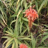 Aloe ngobitensis (Kenya)