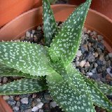 Aloe ruffingiana JAA431 (S. of Amboachar, Madagascar) small quantity