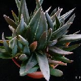Aloeworthia 'Black Gem' (hybr.)