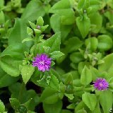 Aptenia cordifolia 'Catalina' (esqueje/cutting)