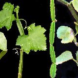 CISSUS (Vitaceae)