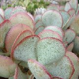 Crassula arborescens
