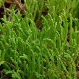 Crassula muscosa (ex lycopodioides)