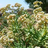 Crassula tetragona
