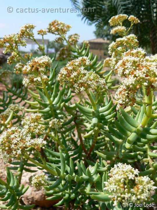 Crassula tetragona P1150093